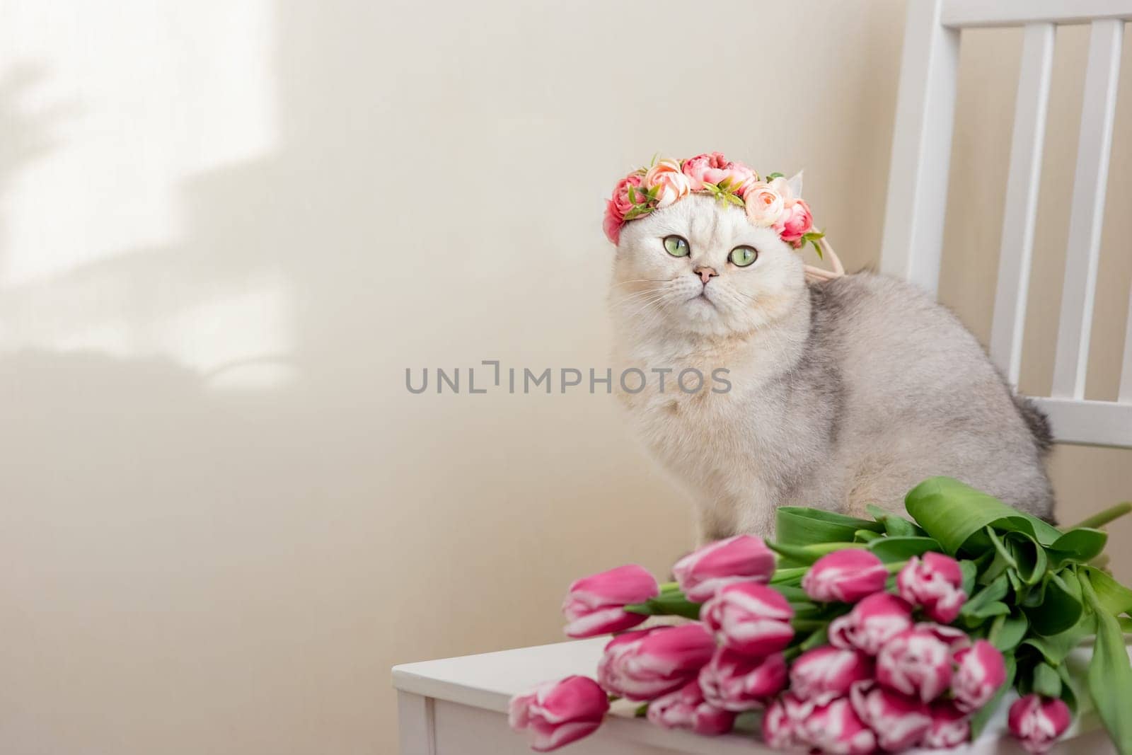 A beautiful portrait of white cat in a crown of pink flowers, sits on a white chair, next to a bouquet of pink tulips, on a light background. Copy space