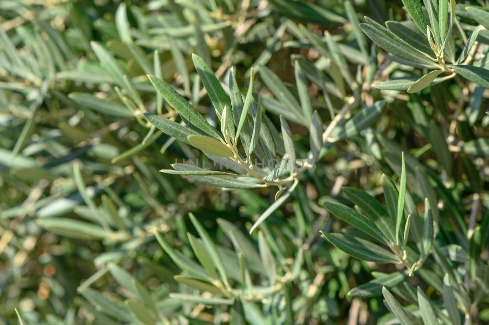 branches of olive trees on an autumn day in Northern Cyprus 3 by Mixa74