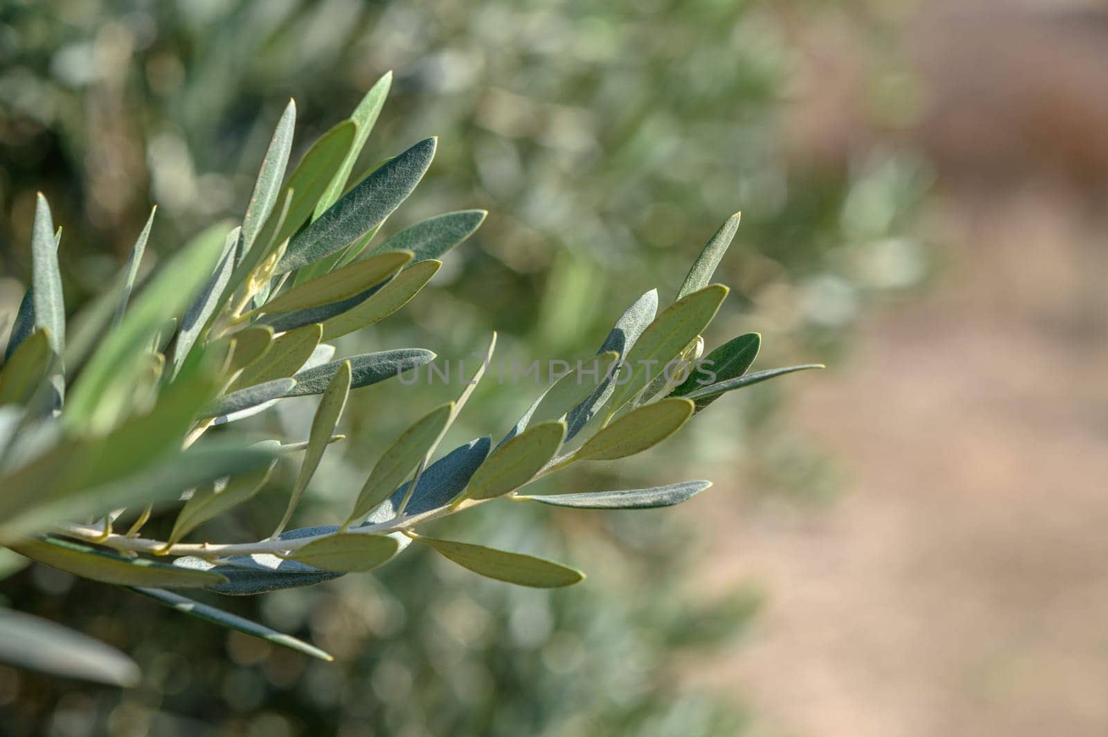 branches of olive trees on an autumn day in Northern Cyprus by Mixa74