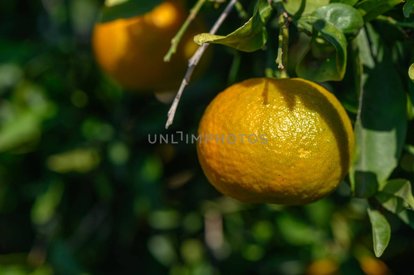 juicy tangerines on tree branches in autumn in Cyprus 1 by Mixa74