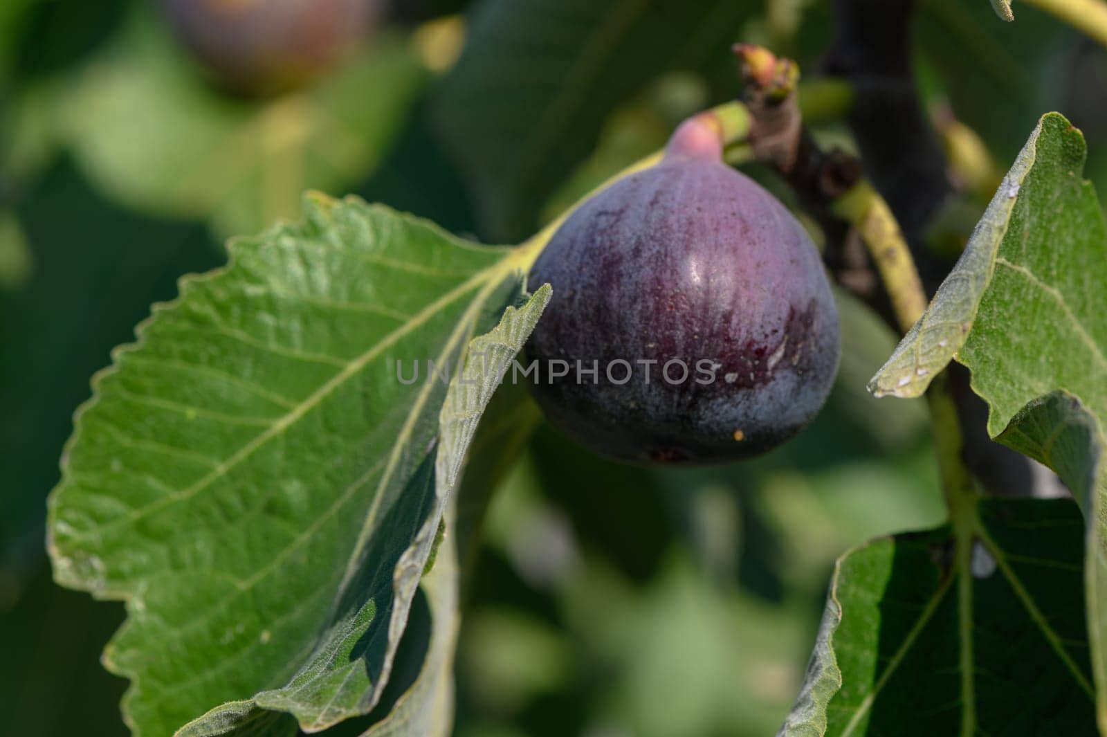 delicious figs on tree branches in autumn in Cyprus 1