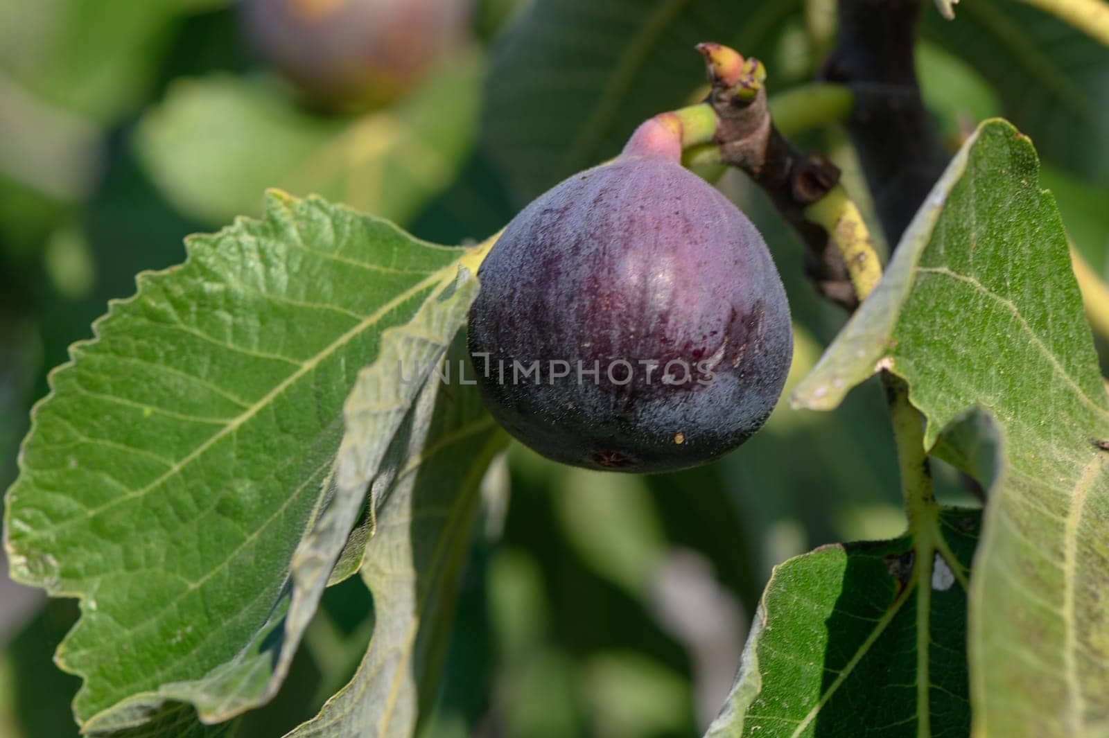 delicious figs on tree branches in autumn in Cyprus