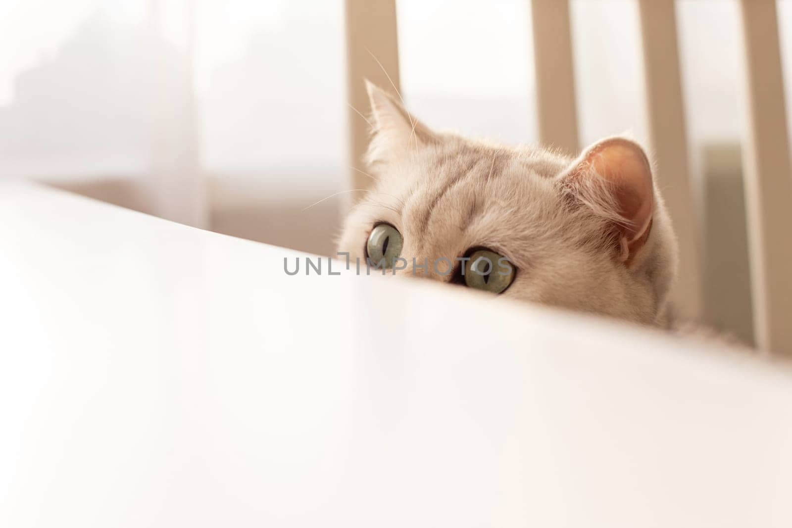 Curious white British cat peeks out from under a white table. Copy space