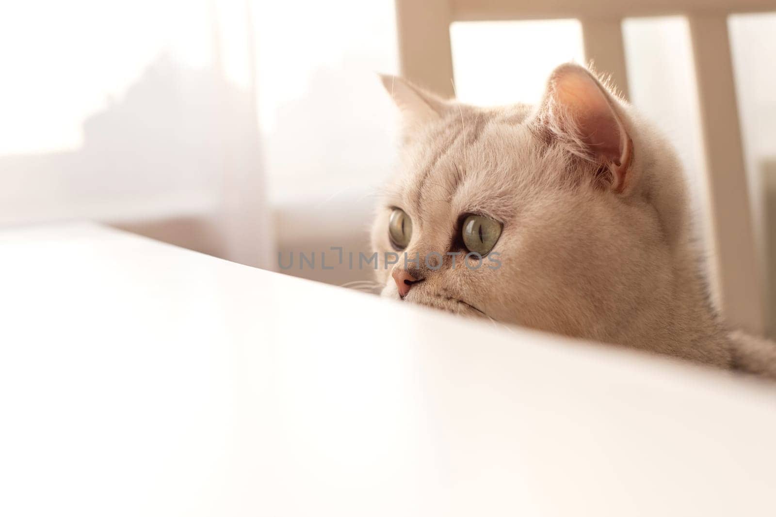 Funny a white British cat peeks out from under a white table by Zakharova