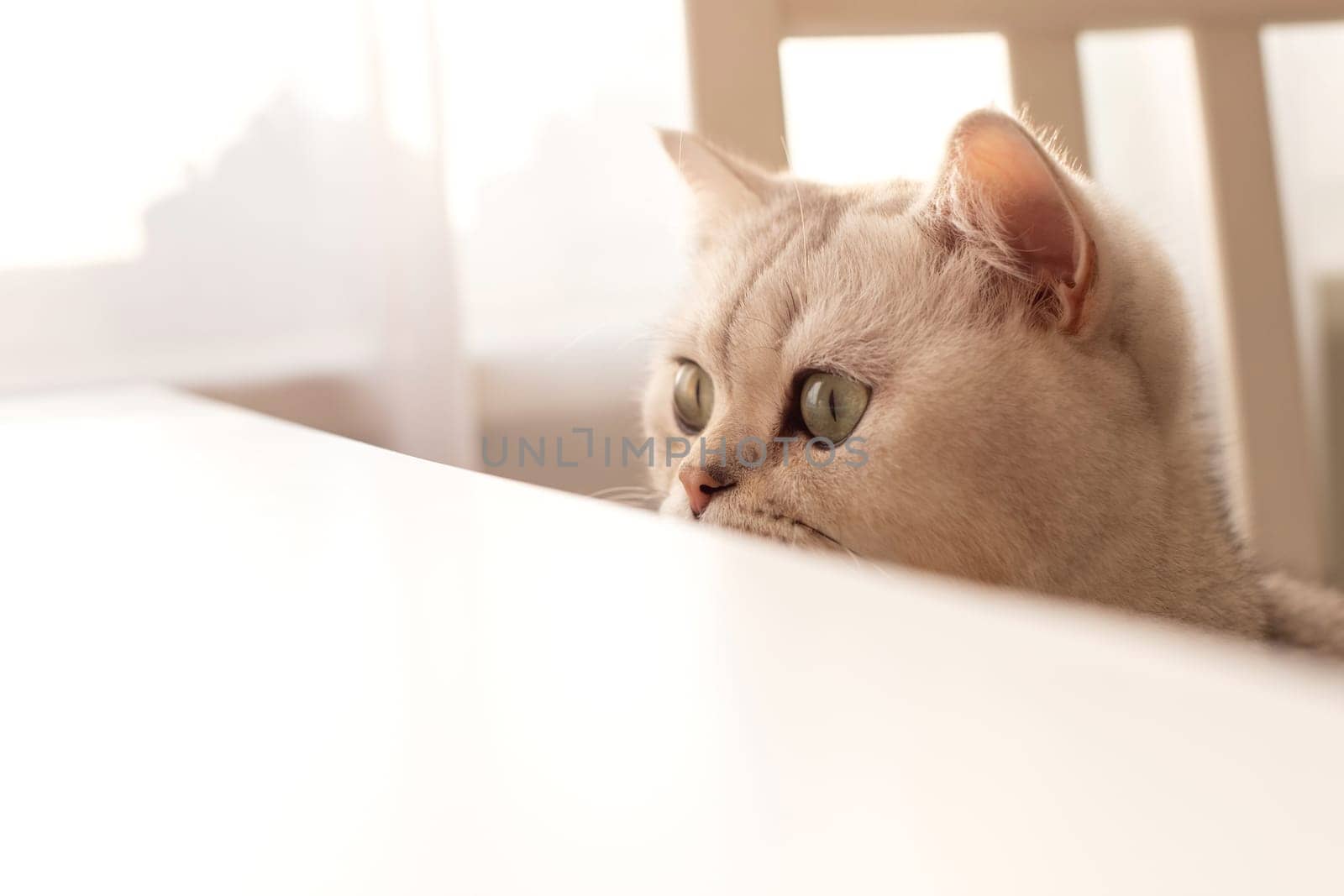 Funny a white British cat, sitting on a chair, peeking out from under a white table. copy space