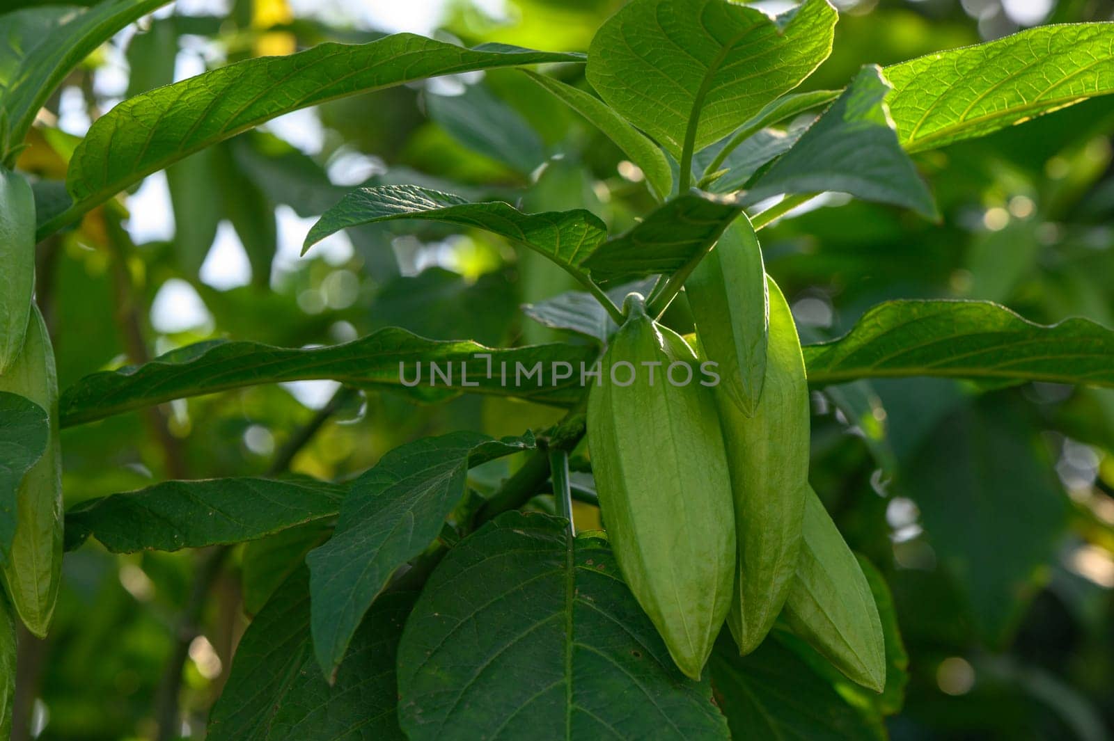 okra fruits on branches in Cyprus 1