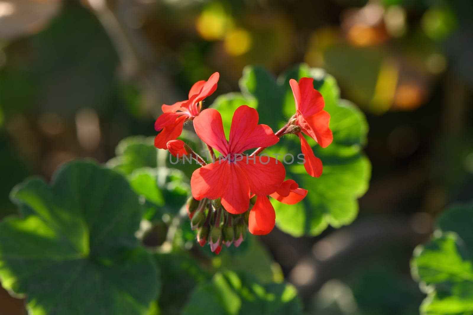 Pelargonium tongaense flowers on the island of Cyprus 1