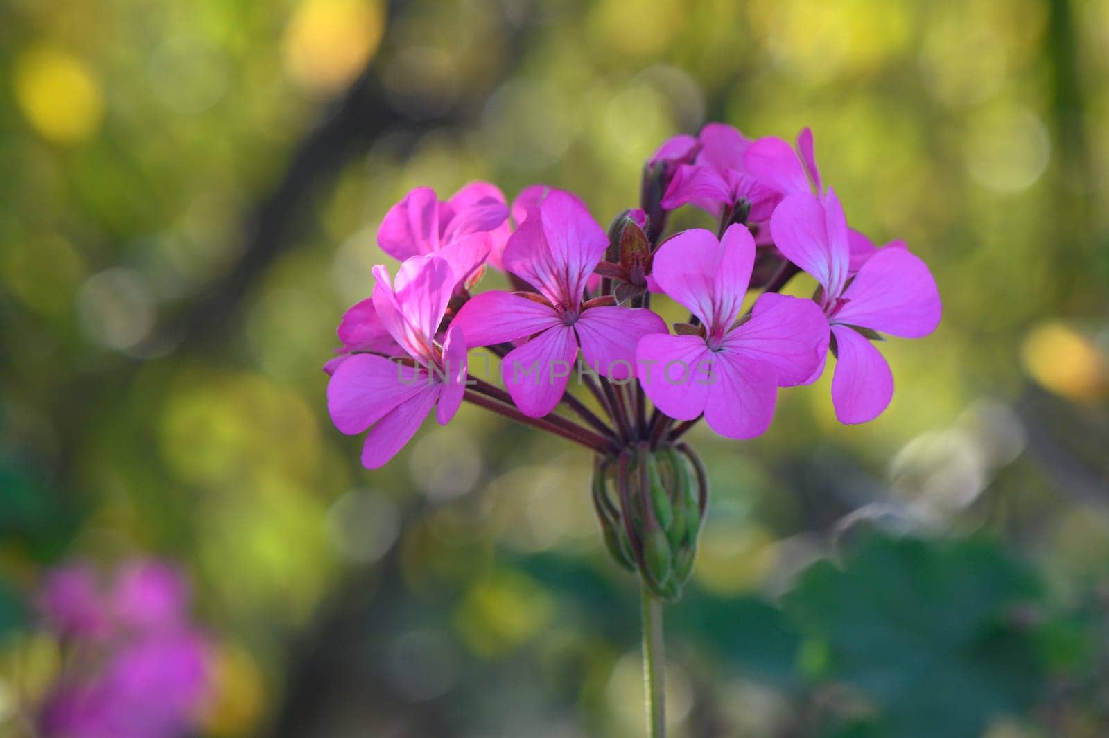 Pelargonium thyroid-cascade on the island of Cyprus 3