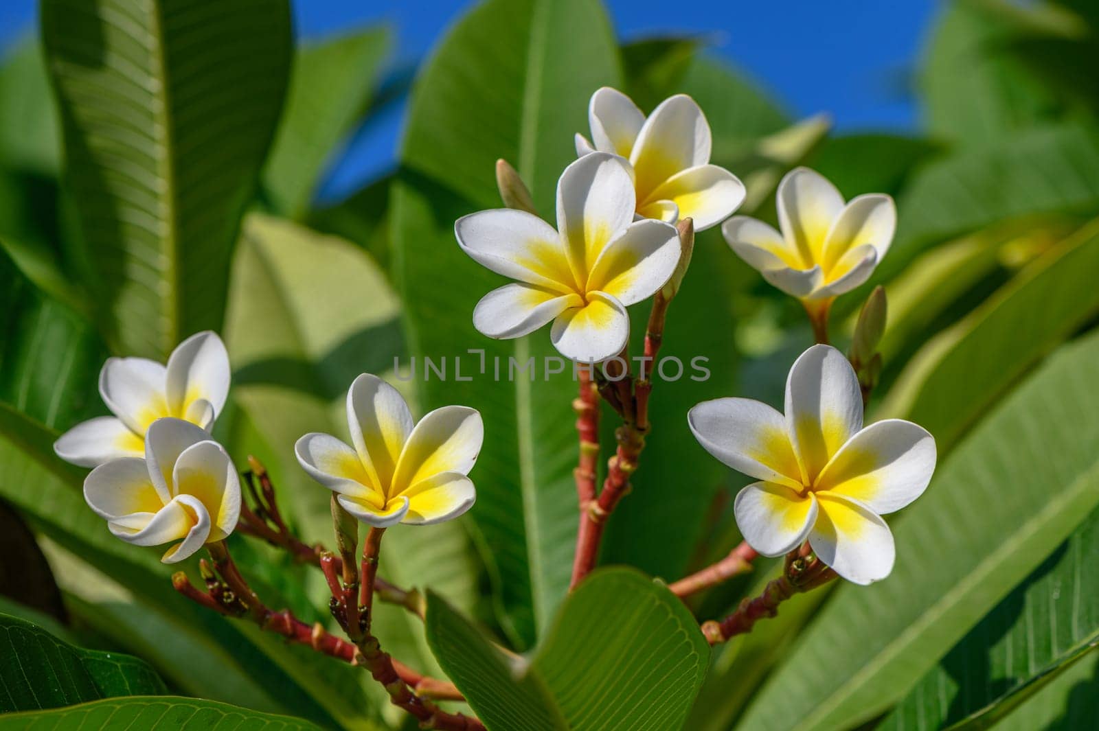 white plumeria flowers on the island of Cyprus 8 by Mixa74