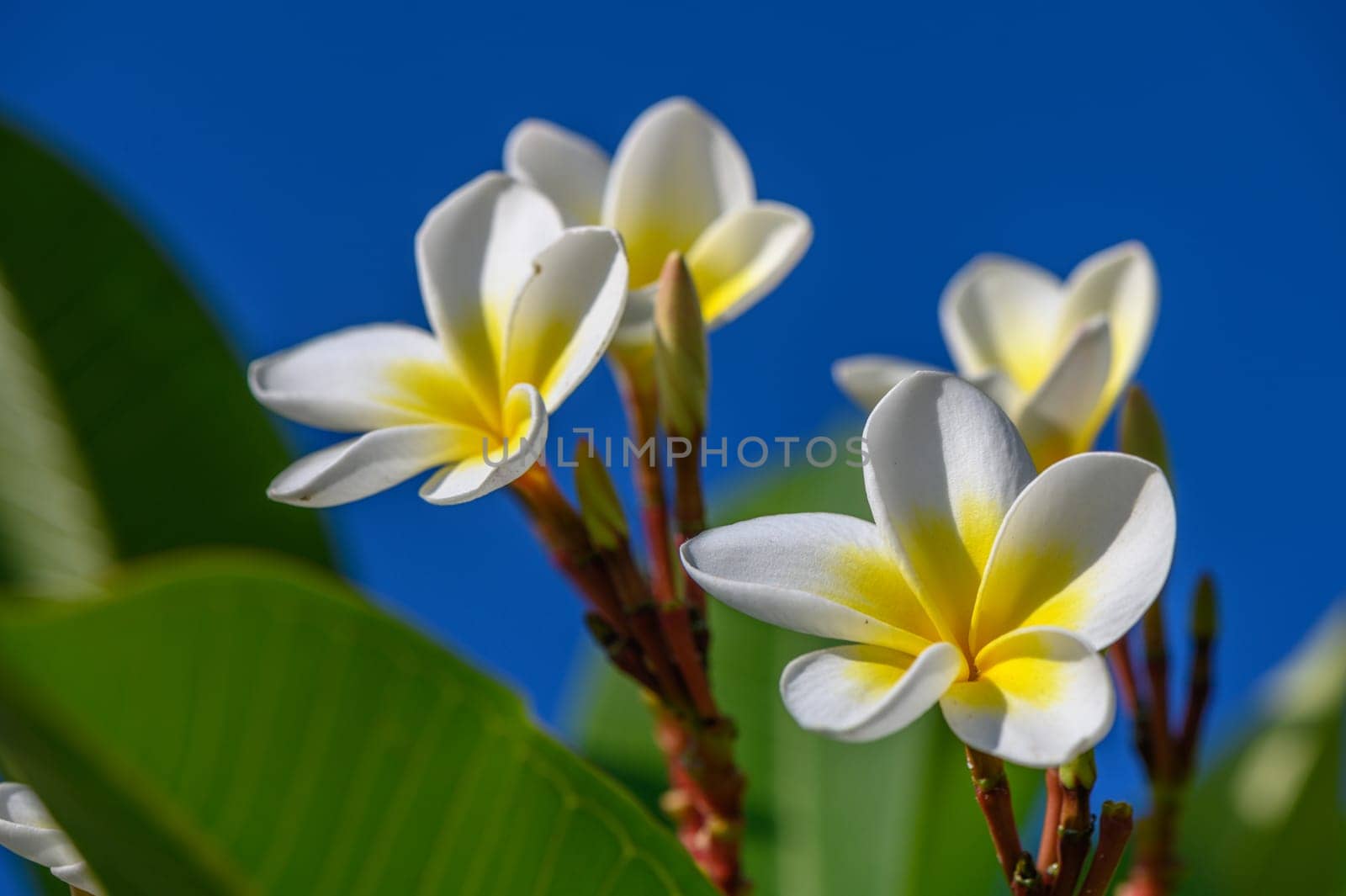 white plumeria flowers on the island of Cyprus 5 by Mixa74