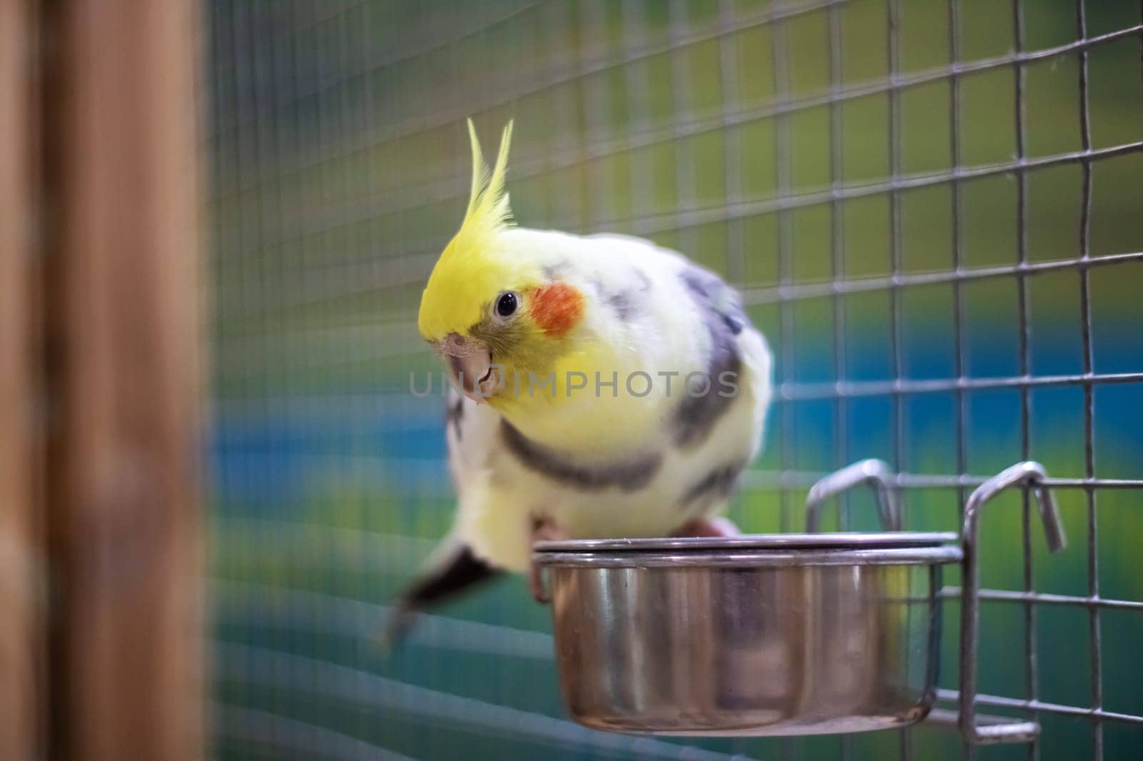 Yellow parrot on a bowl of water close up