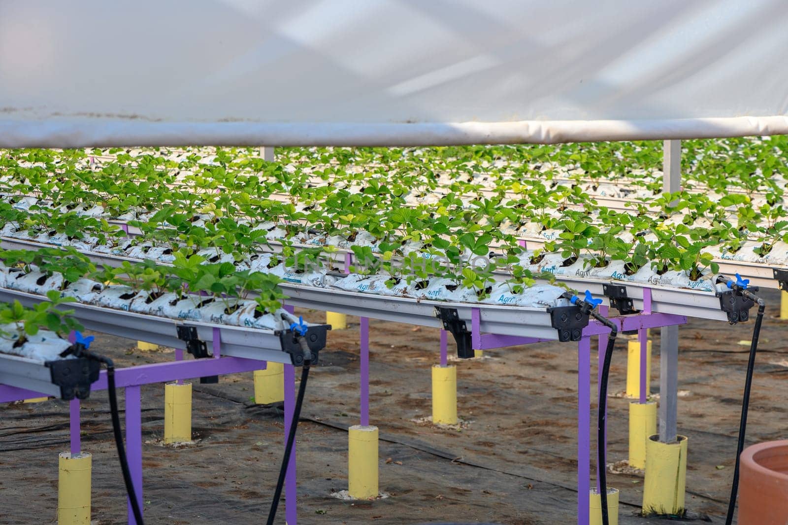 growing strawberries hydroponically in a greenhouse on the island of Cyprus 5