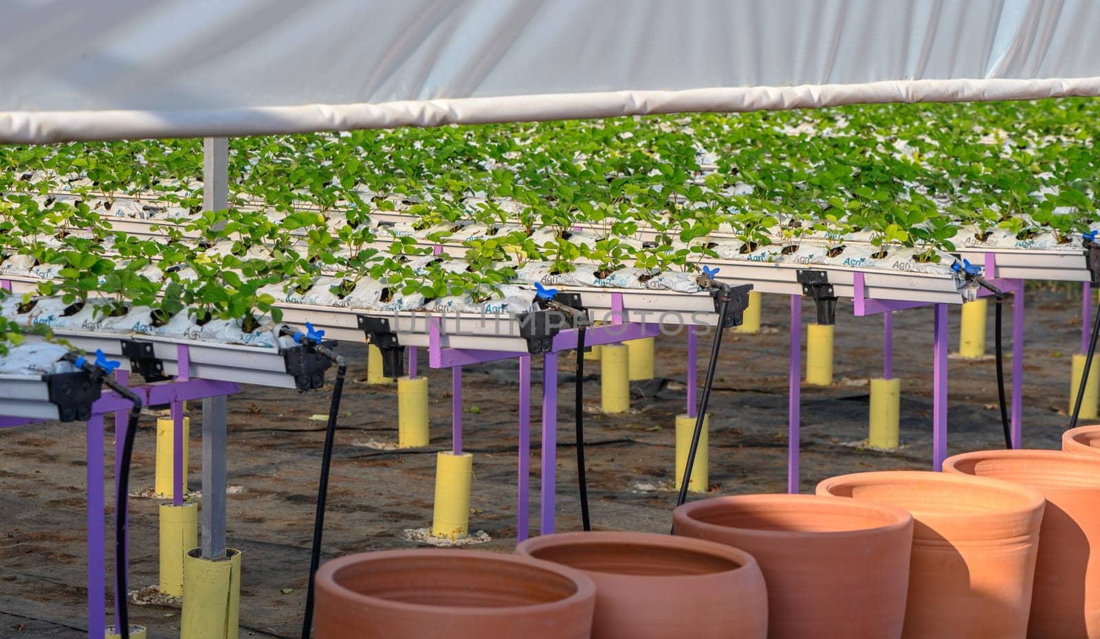 growing strawberries hydroponically in a greenhouse on the island of Cyprus 3