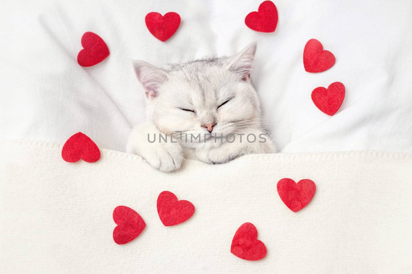 A cute white kitten sleeps on a white bed under a knitted blanket with scattered red hearts. View from above. Copy space