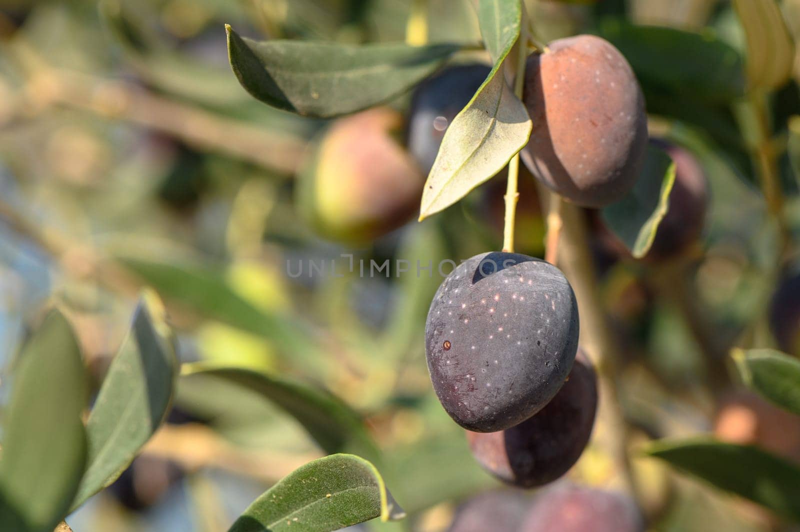 olives on the island of Cyprus