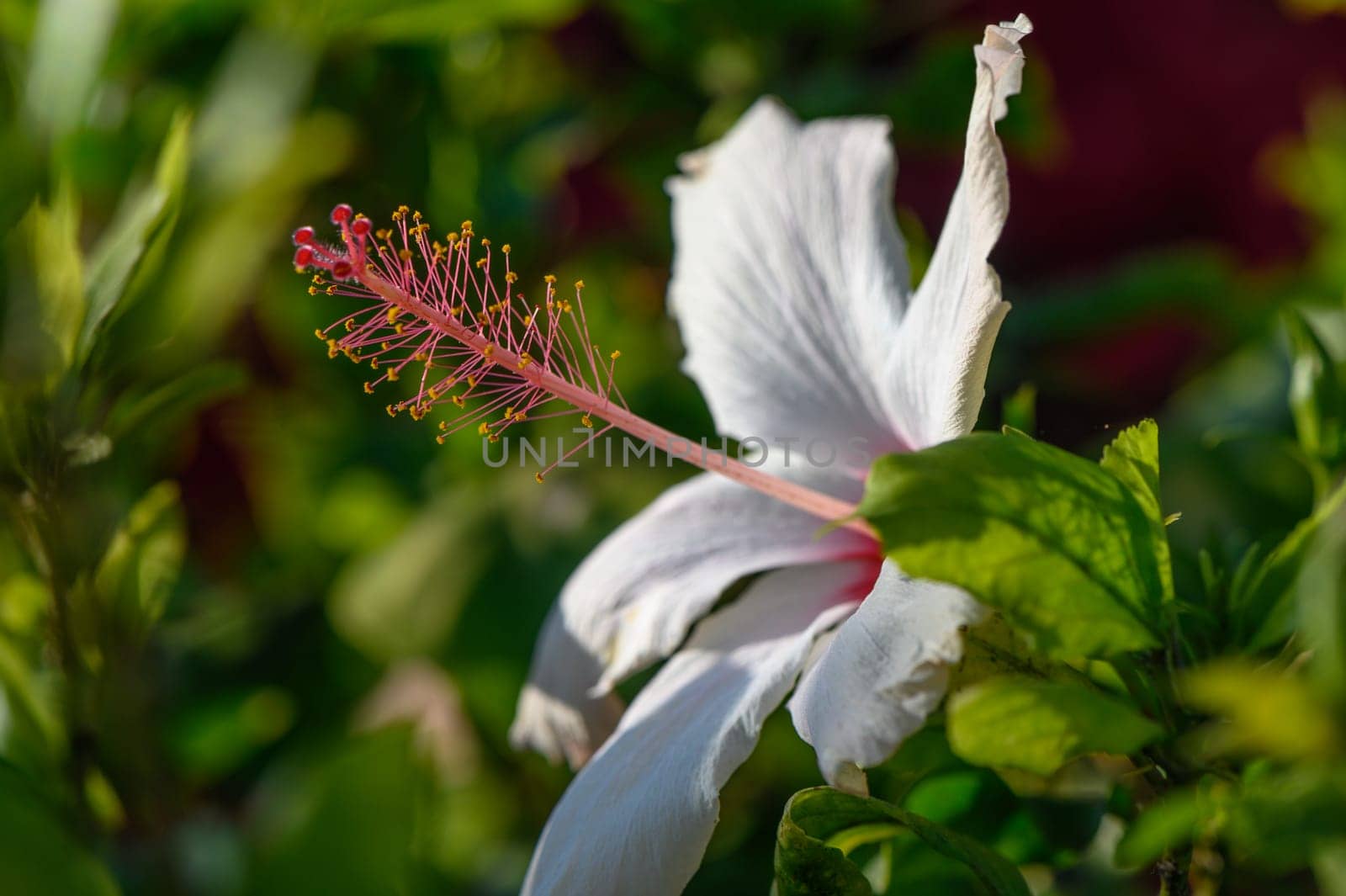 white flower Hibiscus Waimea on the island of Cyprus