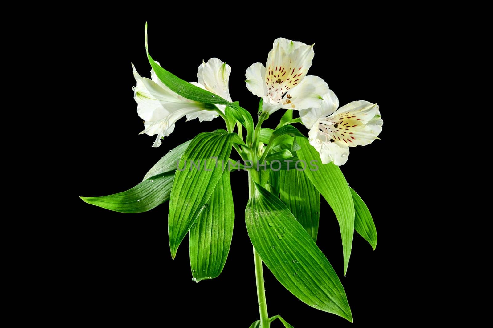 Beautiful blooming white Alstroemeria flower with green leaves on a black background. Flower head close-up.