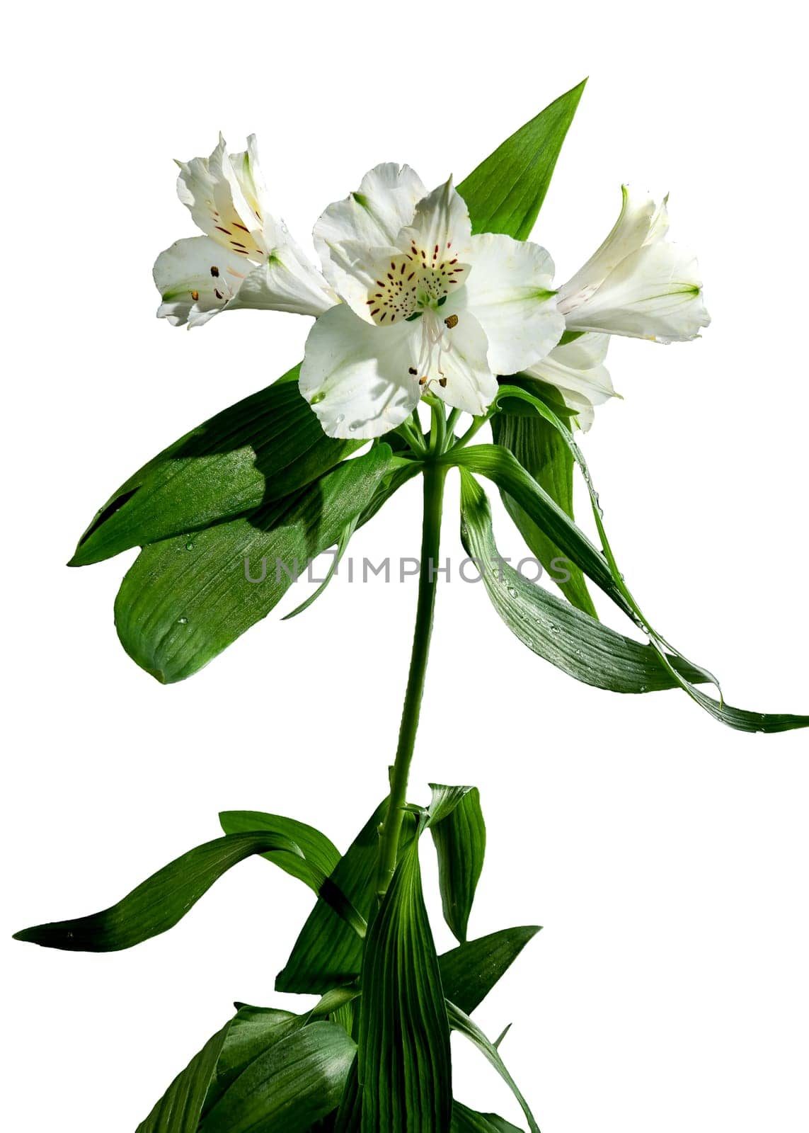 Beautiful blooming white Alstroemeria flower with green leaves isolated on a white background. Flower head close-up.