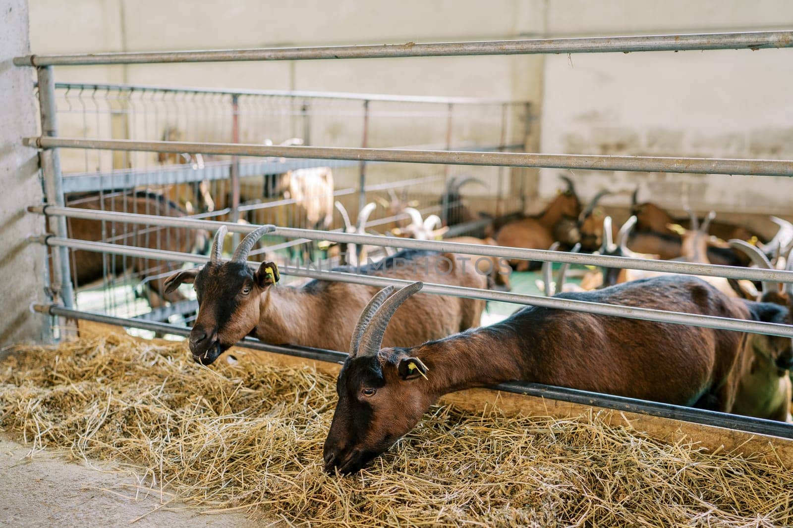 Brown horned goats eat hay while leaning out from behind a fence at a farm. High quality photo