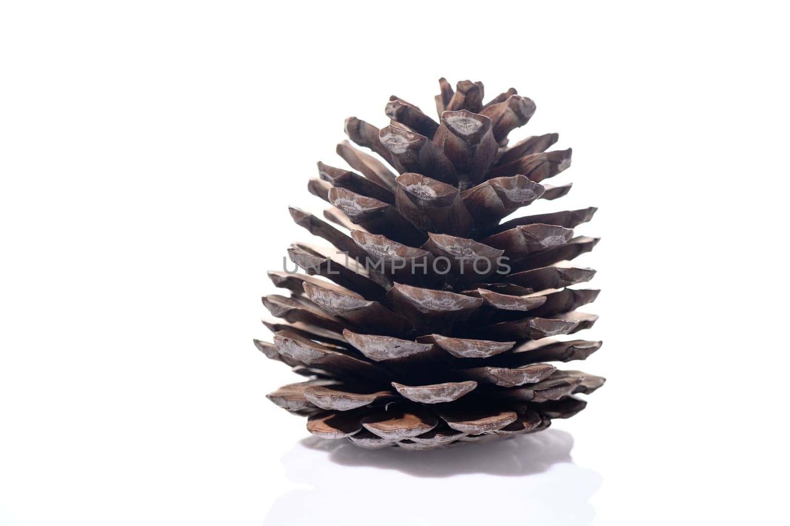 conifer cone on a white background 5