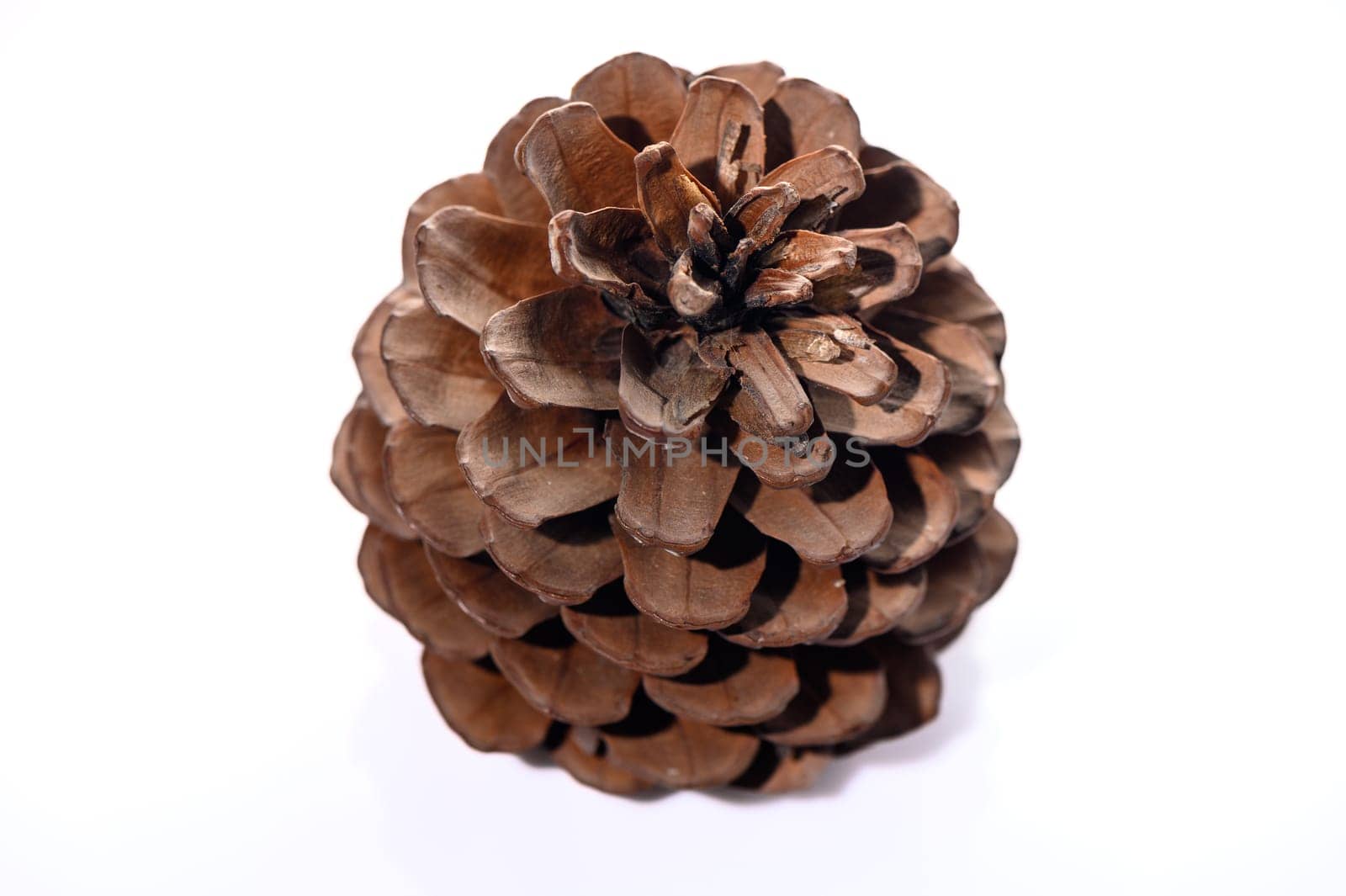 conifer cone on a white background 1
