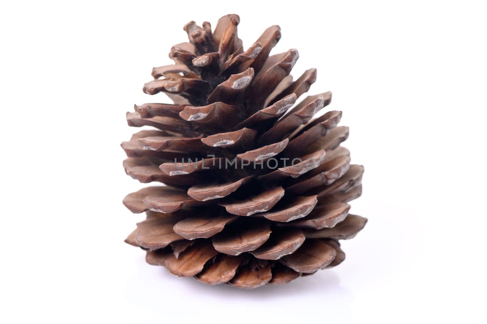 conifer cone on a white background 1 by Mixa74