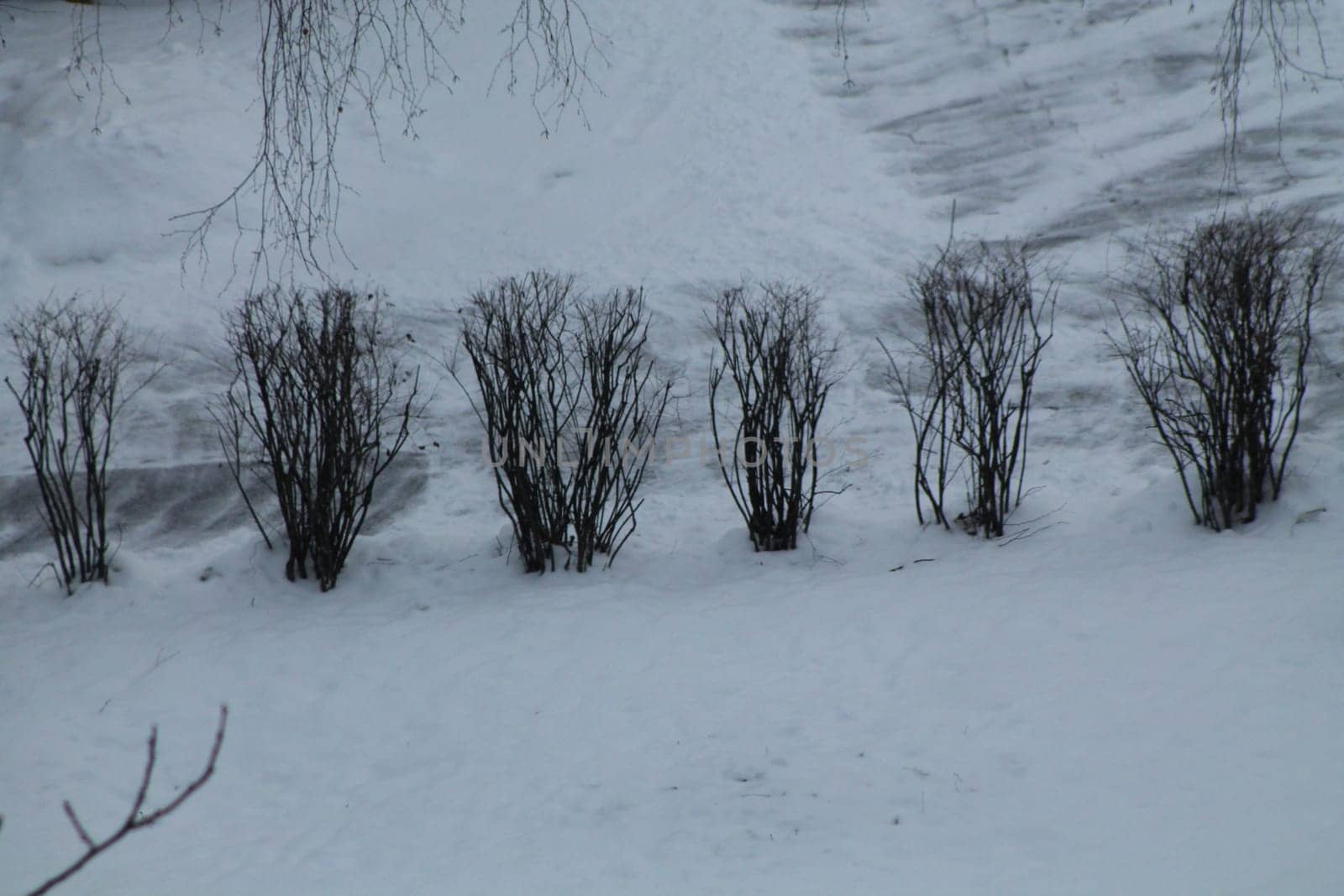 Trees covered with a layer of snow in the winter