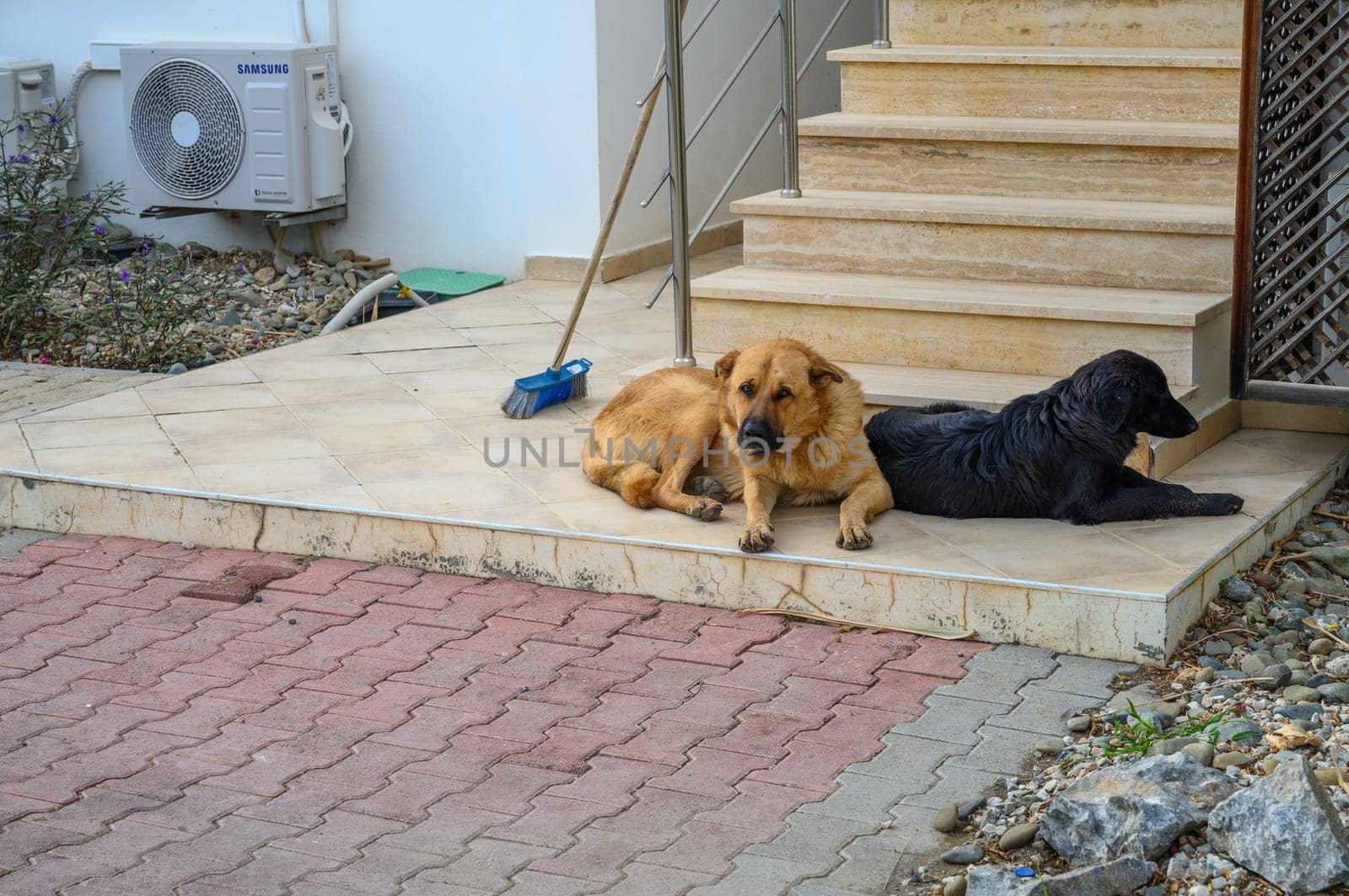 red and black dogs lie near the steps Cyprus