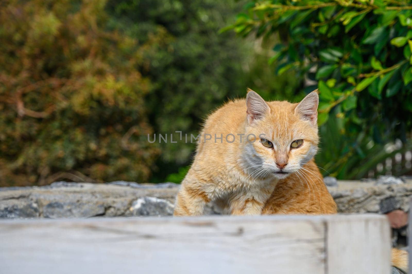 red cat in the sun Cyprus 3 by Mixa74