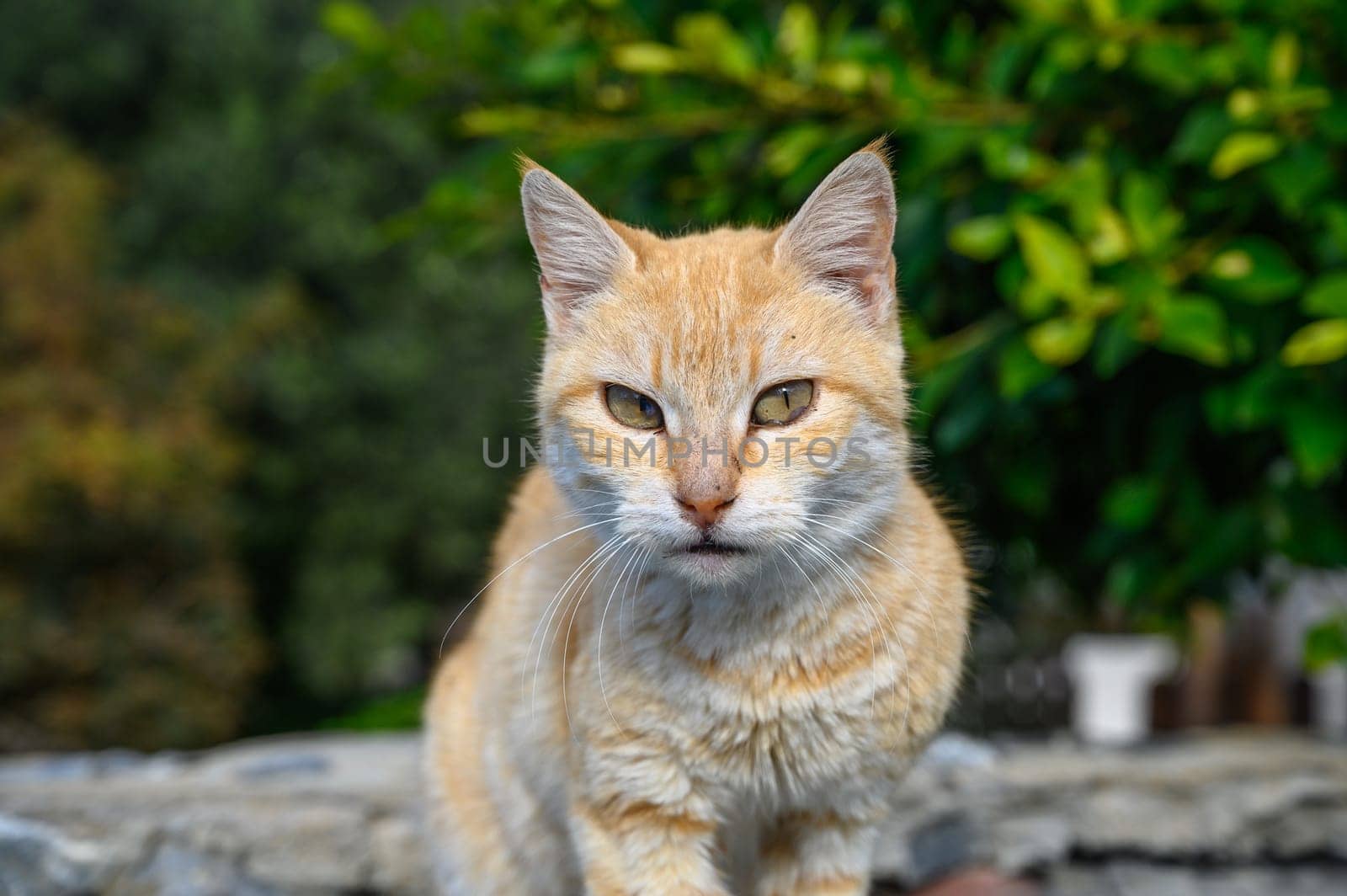 red cat in the sun Cyprus 2 by Mixa74