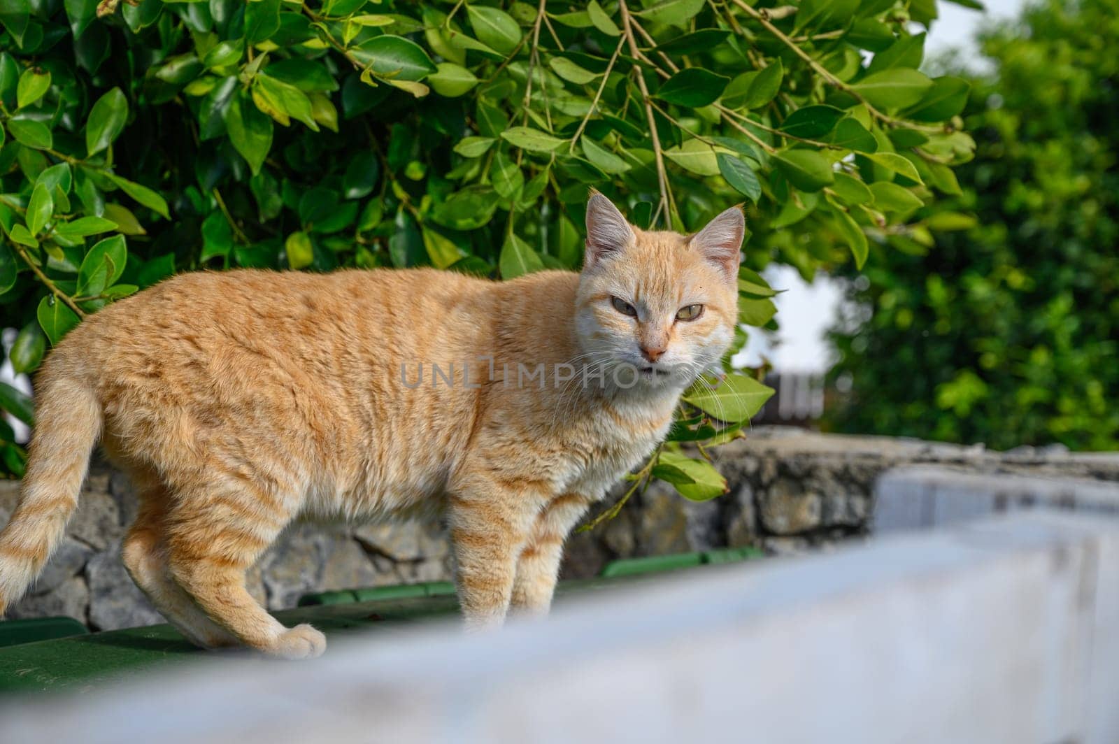 red cat in the sun Cyprus