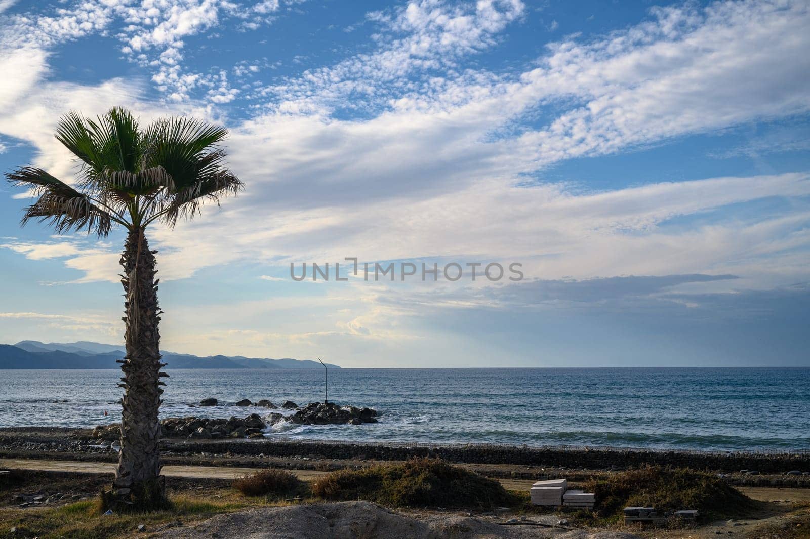 palm tree on the shore of the Mediterranean sea