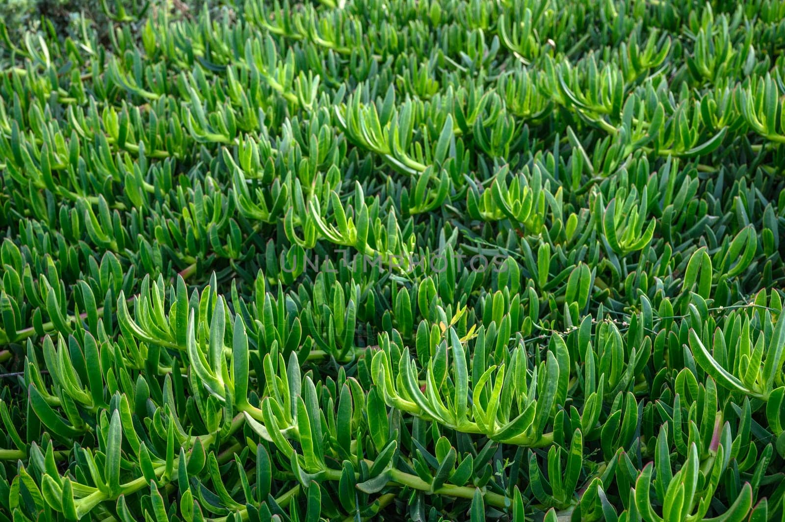 floral background of Carpobrotus edibles on the shores of the Mediterranean Sea