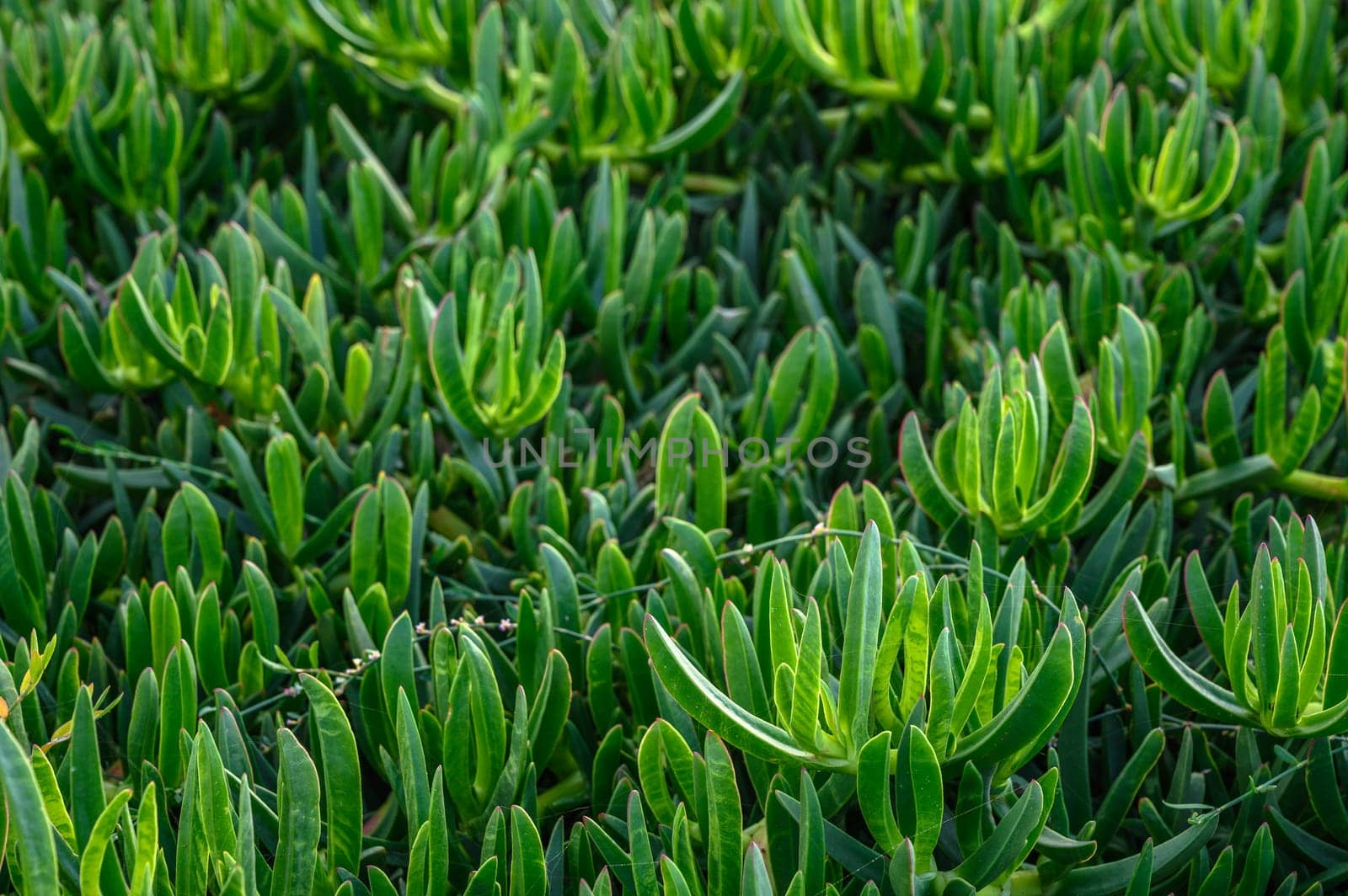 floral background of Carpobrotus edibles on the shores of the Mediterranean Sea 2 by Mixa74