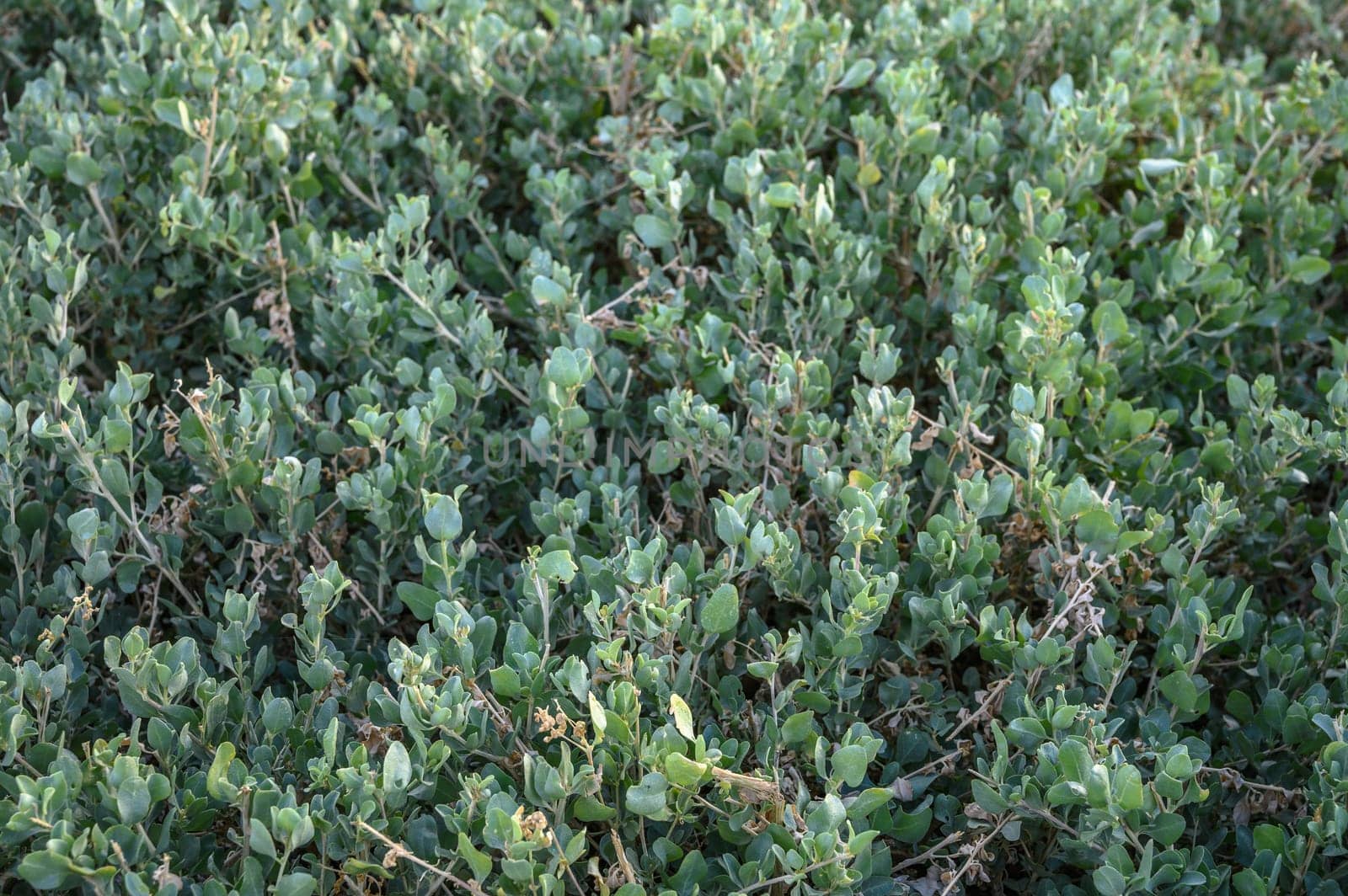 floral background of boxwood on the shores of the Mediterranean Sea 1