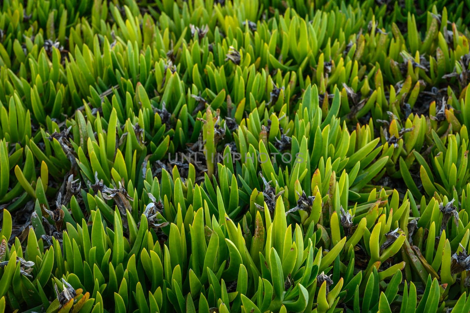 floral background of Carpobrotus edibles on the shores of the Mediterranean Sea 5 by Mixa74