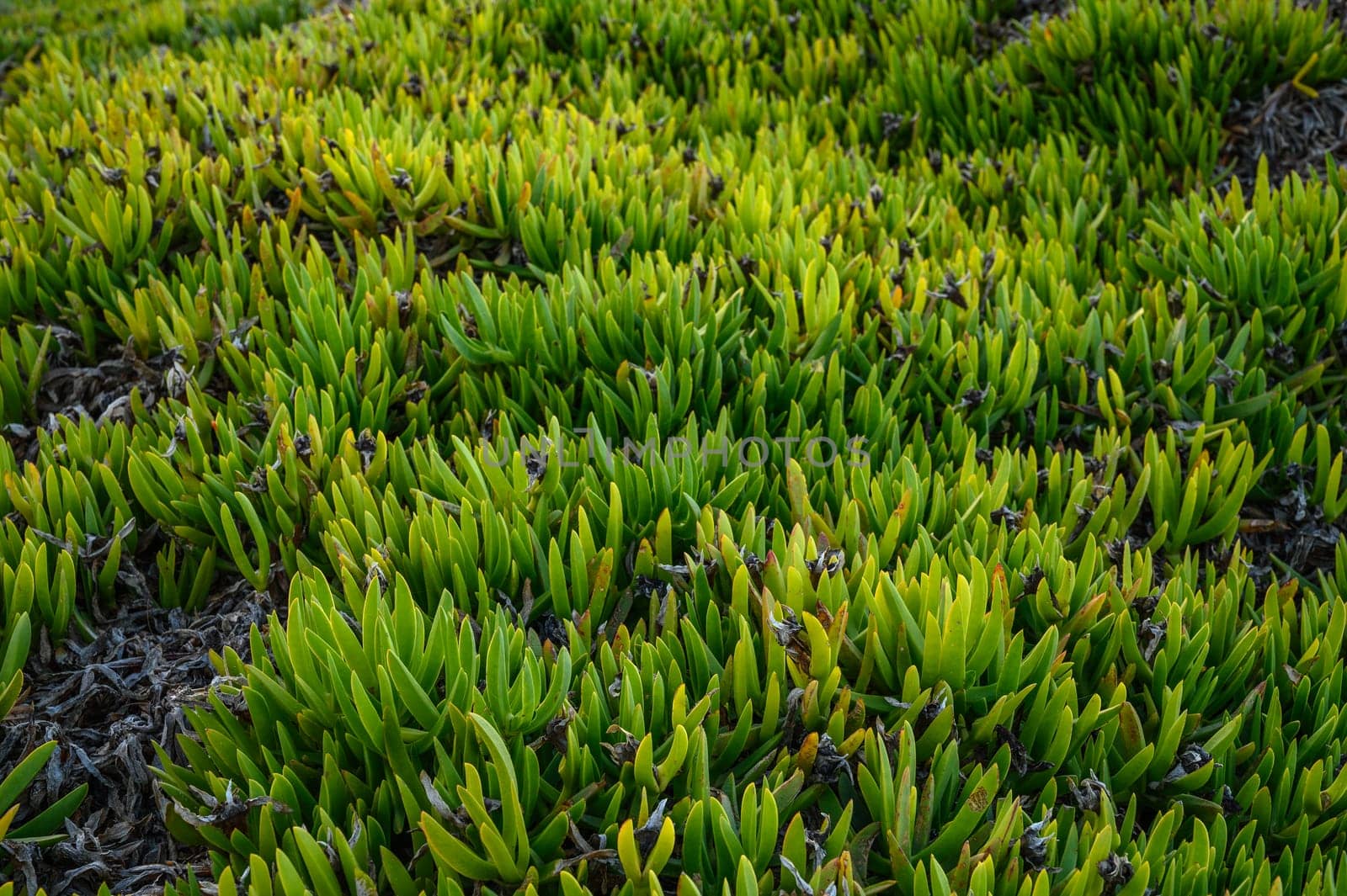 floral background of Carpobrotus edibles on the shores of the Mediterranean Sea 6