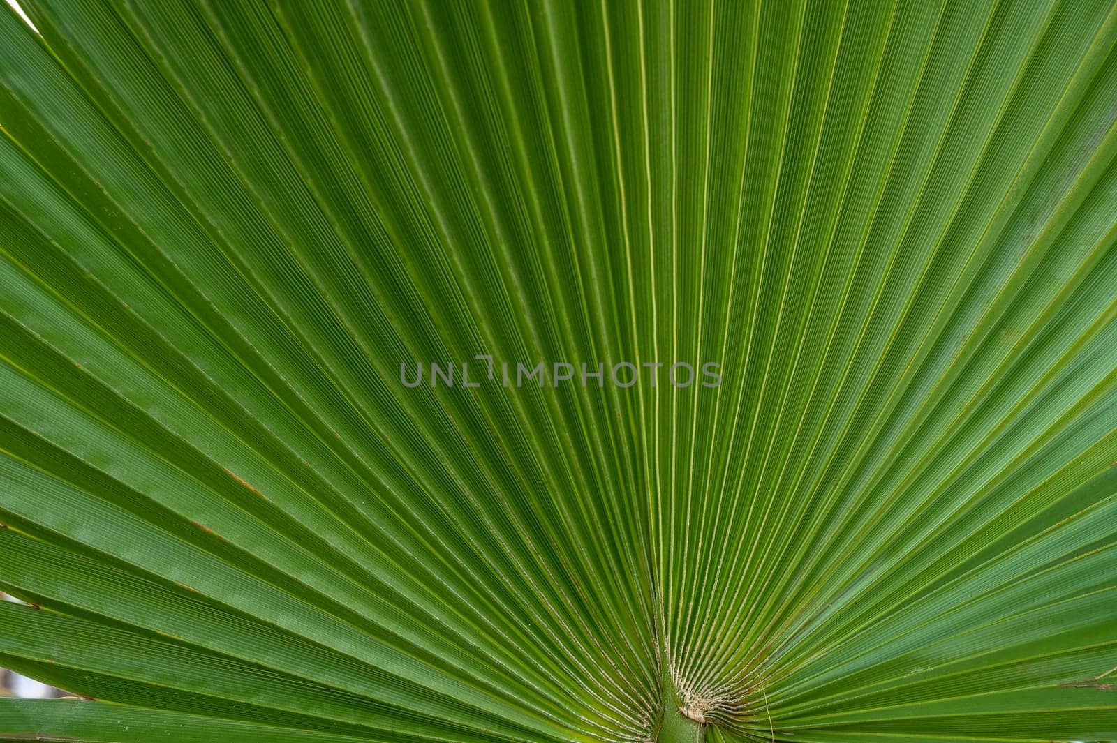 palm leaf as a background for photos 2 by Mixa74