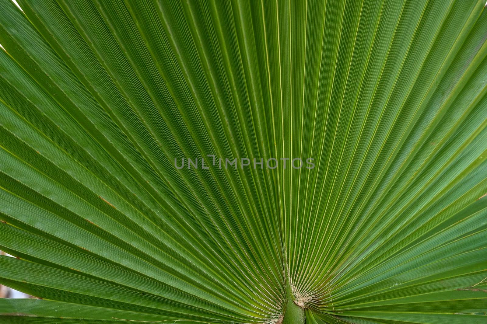 palm leaf as a background for photos