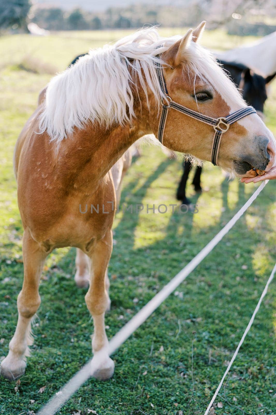 Brown horse with a white mane eats from a man hand over a rope fence. Cropped. Faceless. High quality photo