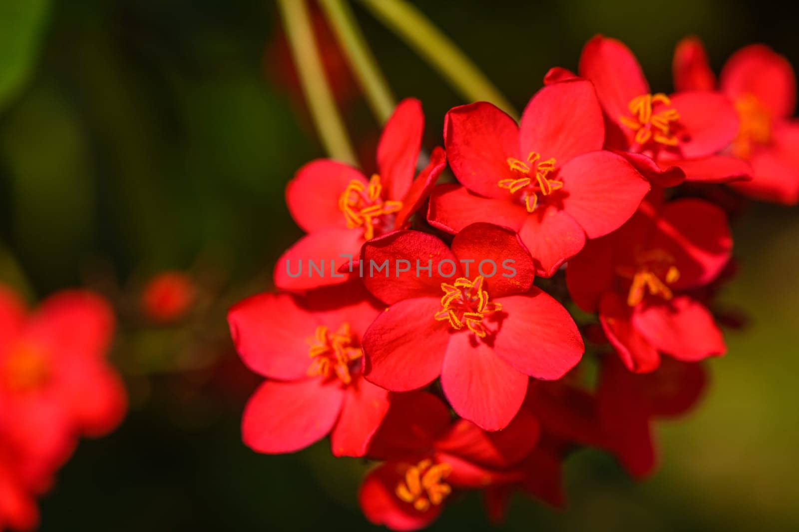 red tropical flowers in winter in cyprus