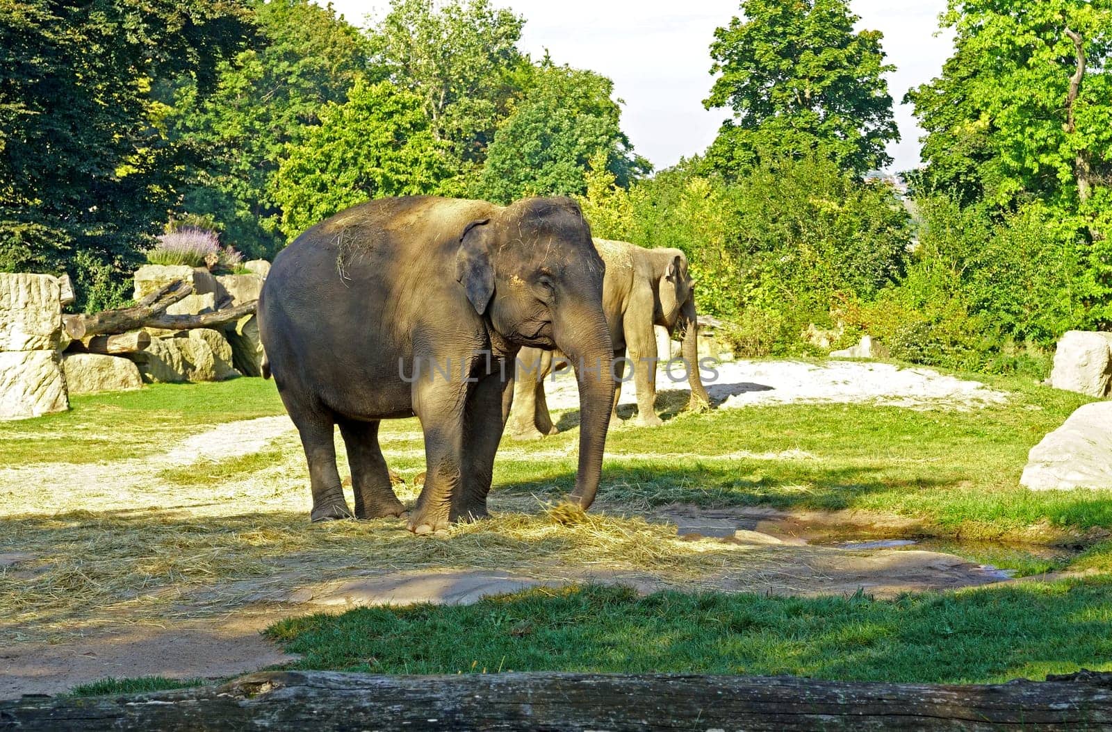 PRAGUE, CZECH REPUBLIC - 2023: Elephants. Prague Zoo is one of the best zoos in the world. Elephants eat hay by aprilphoto