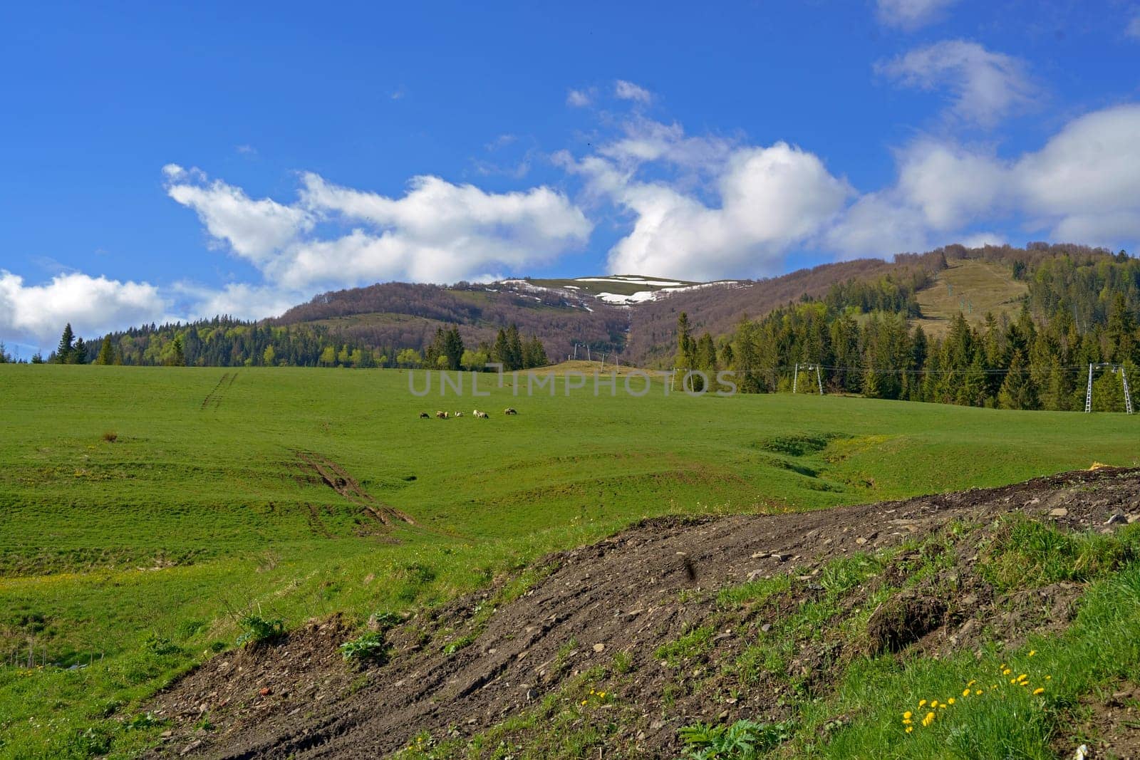 Flock of sheep. Sheep grazing on the green pastures in front of the mountains. Carpathians. Ukraine by aprilphoto