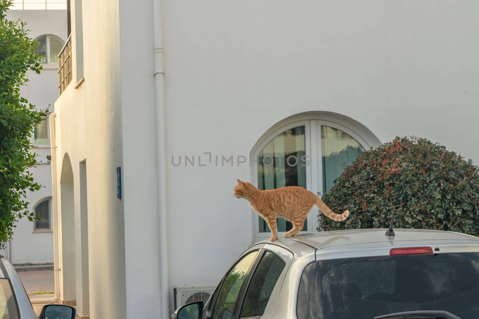 red cat on the roof of a white car 1 by Mixa74