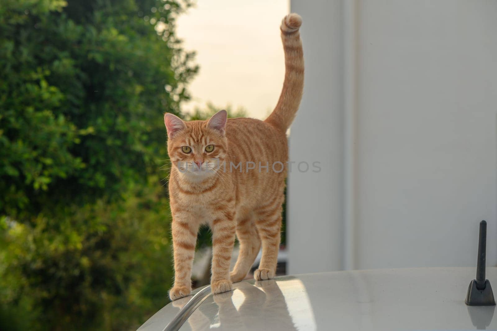 red cat on the roof of a white car 2