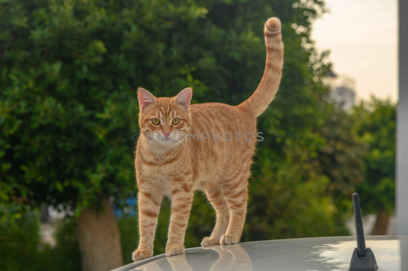 red cat on the roof of a white car 4