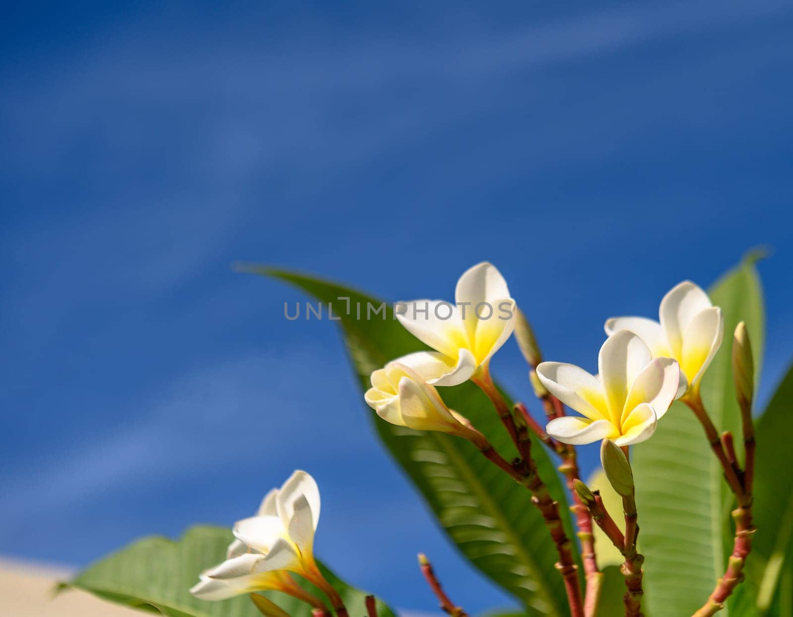 white tropical flowers against a blue sky