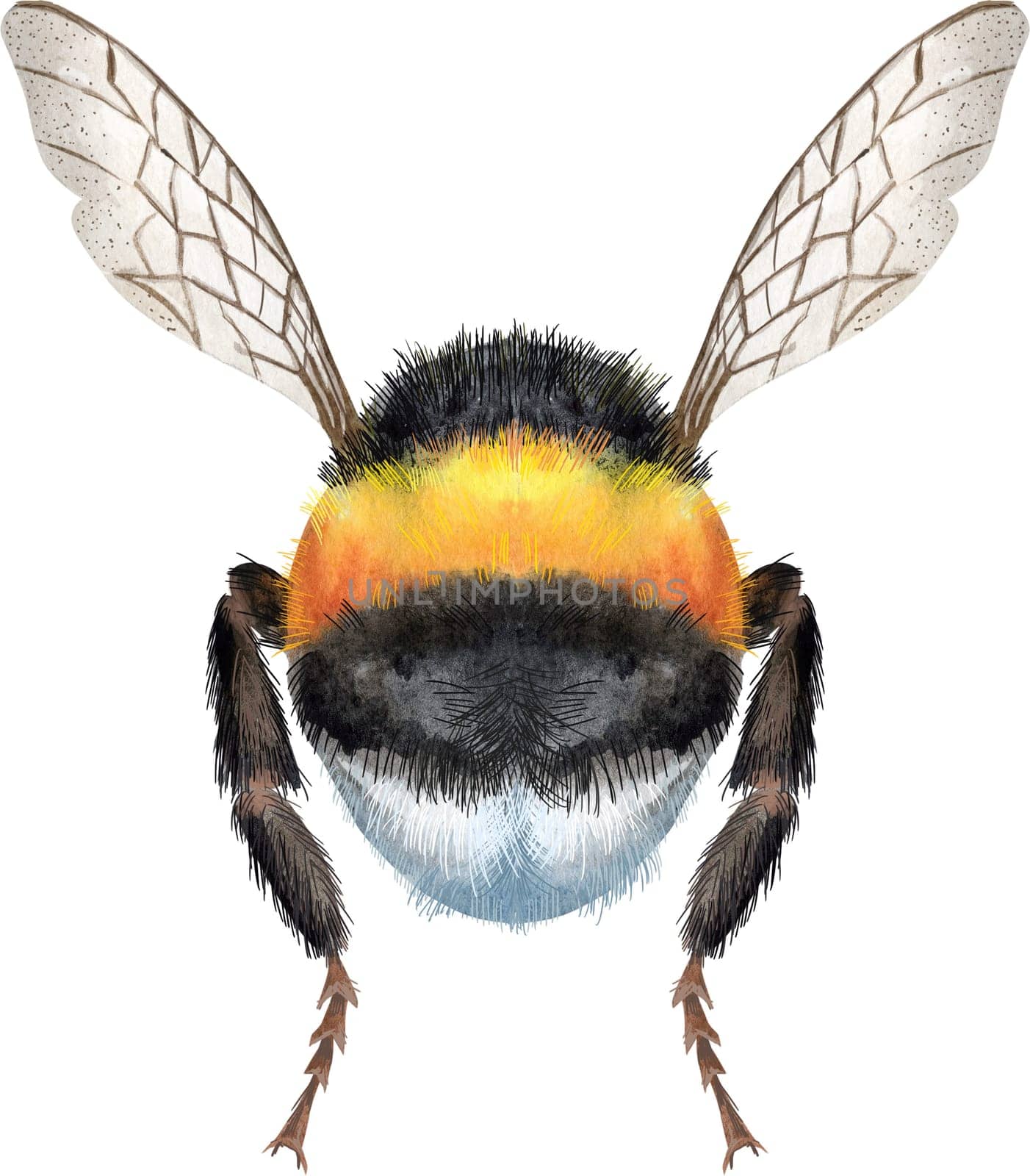 Cute earth bumblebee. Insect for t-shirt graphics. Watercolor bumblebee illustration