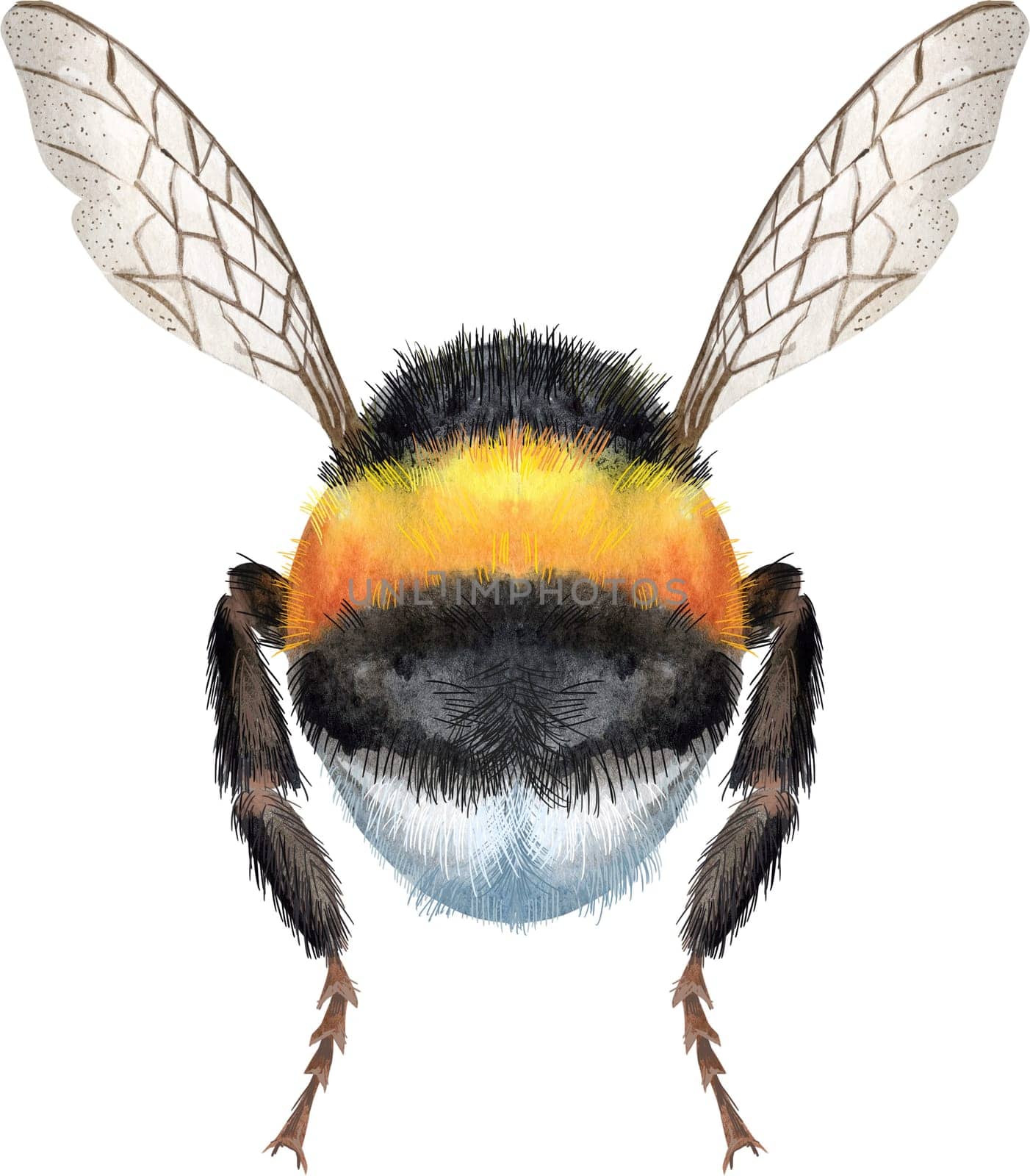 Bumblebee watercolor illustration. Watercolor painting art. Hand painted. by NataOmsk