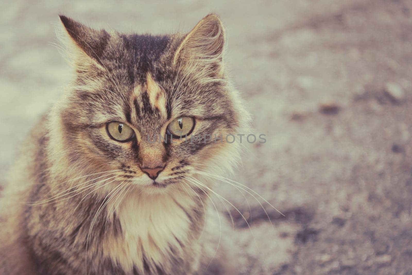 Fluffy cat. The cat is sitting on the road. Beautiful picture of a cat. Pathetic lonely cat.